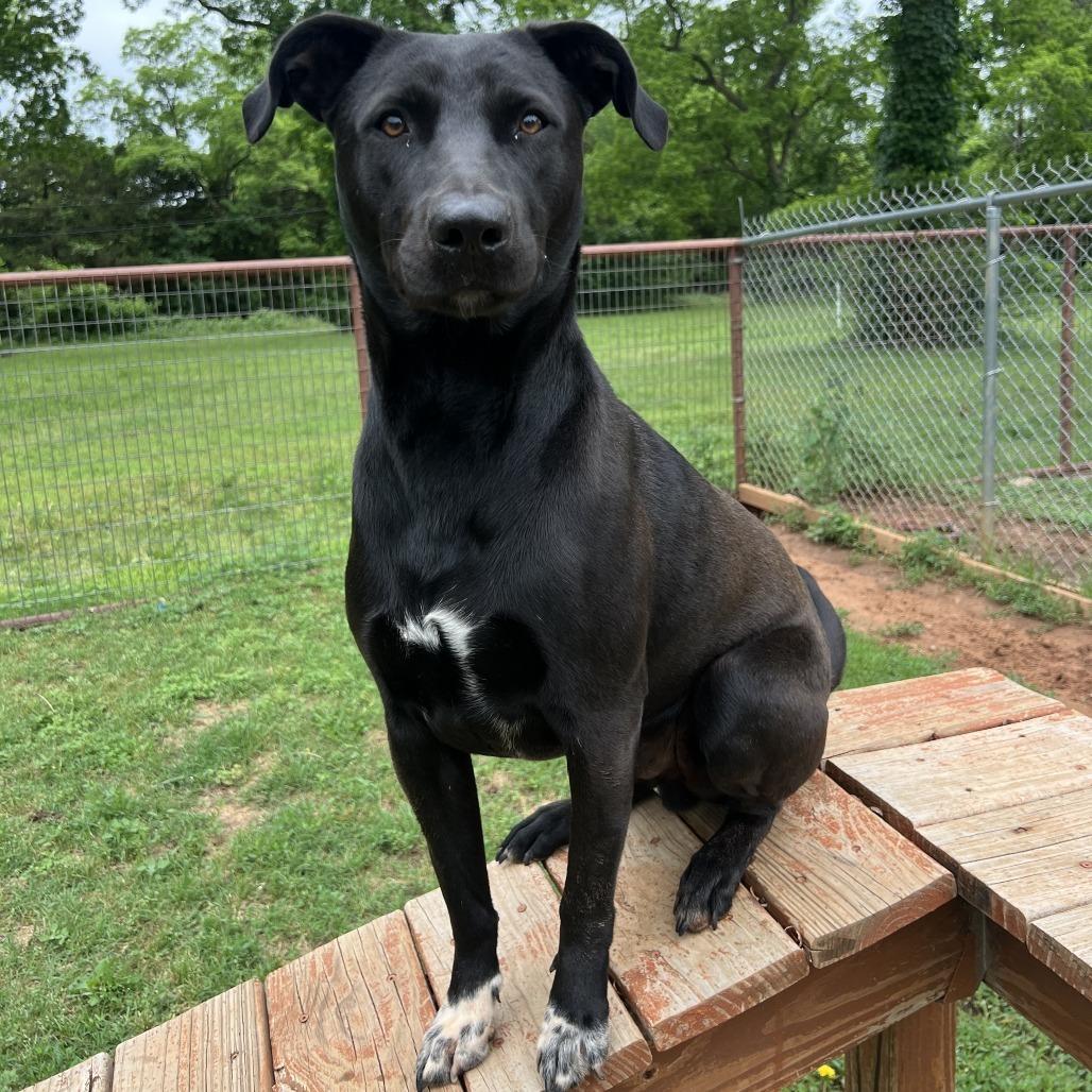 Enlarge Brody, a Adoptable Black Labrador Retriever in Stillwater, OK image 3/5