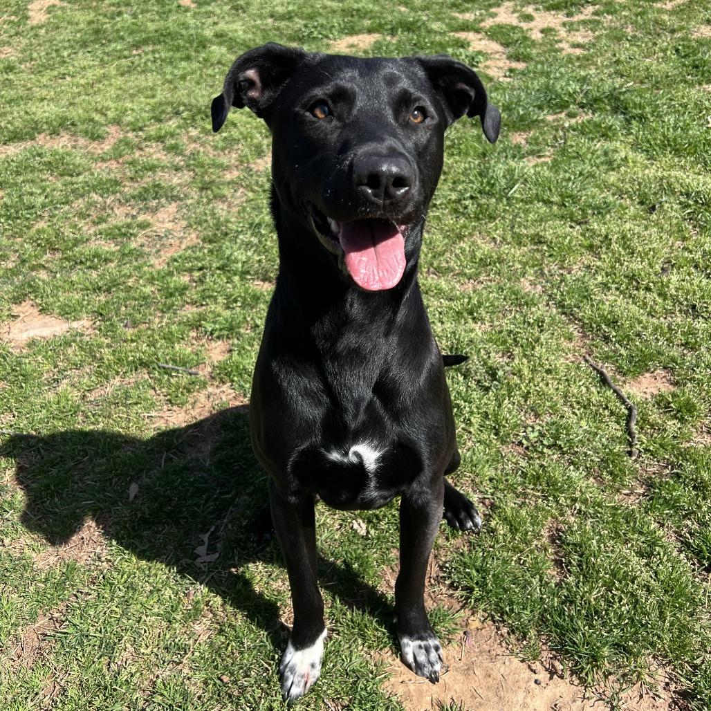 Enlarge Brody, a Adoptable Black Labrador Retriever in Stillwater, OK image 5/5