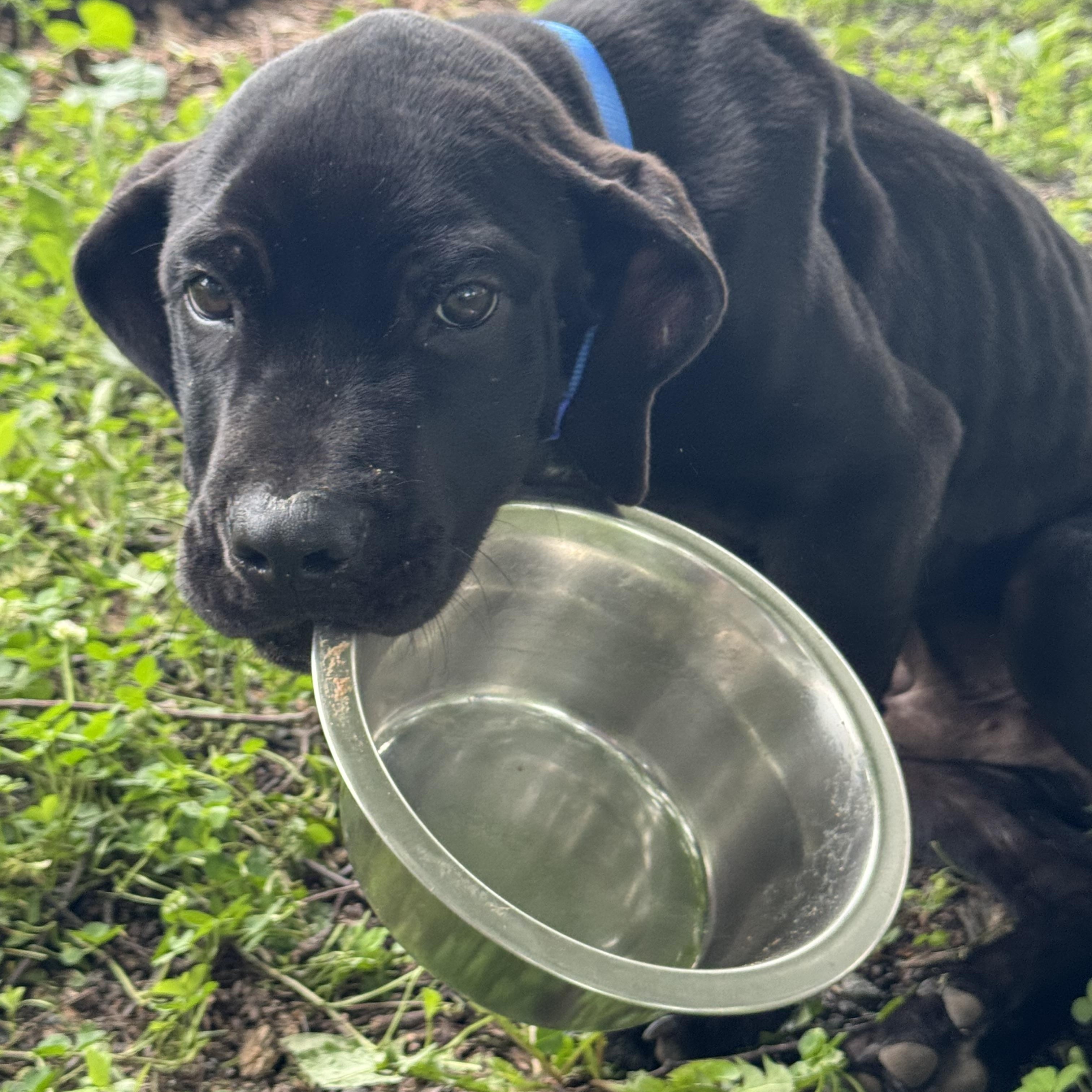 Angus, a Adoptable mixed breed in Fairfax, VA image 2/5