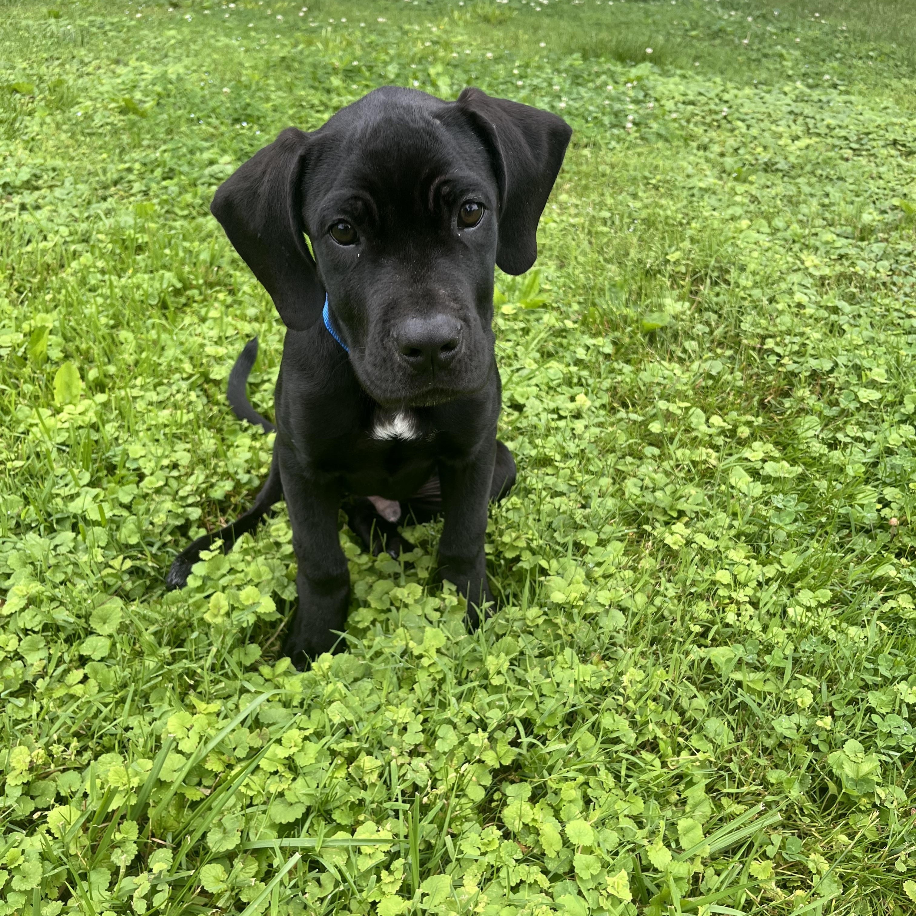 Angus, a Adoptable mixed breed in Fairfax, VA image 3/5