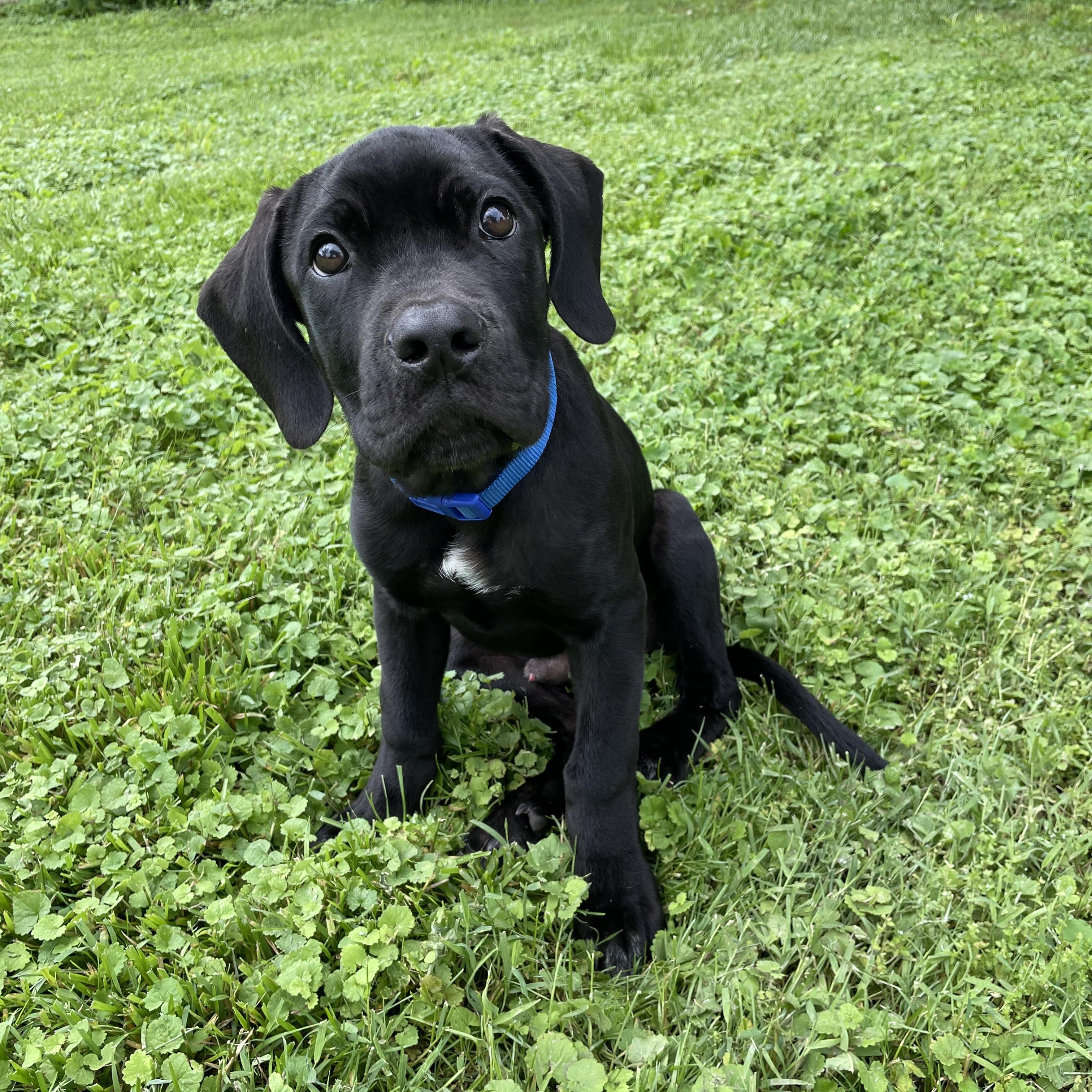 Angus, Adoptable, Puppy Male Cane Corso & Great Dane.