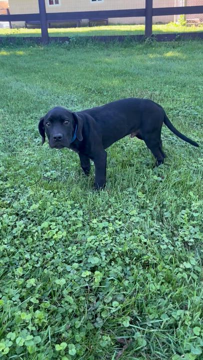 Enlarge Angus, a Adoptable mixed breed in Fairfax, VA video 4/5