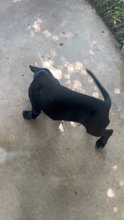 Enlarge Angus, a Adoptable mixed breed in Fairfax, VA video 5/5