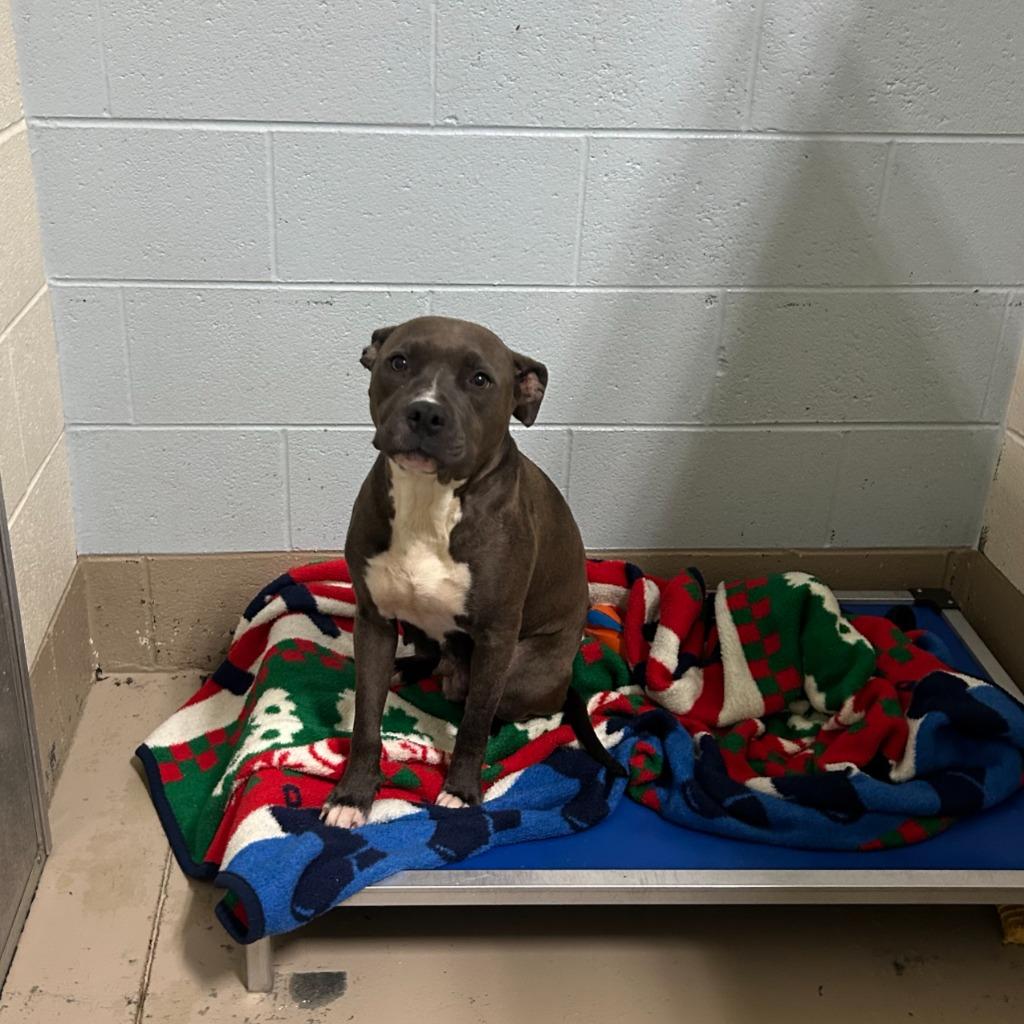 Lyla, Adoptable, Adult Female Pit Bull Terrier.