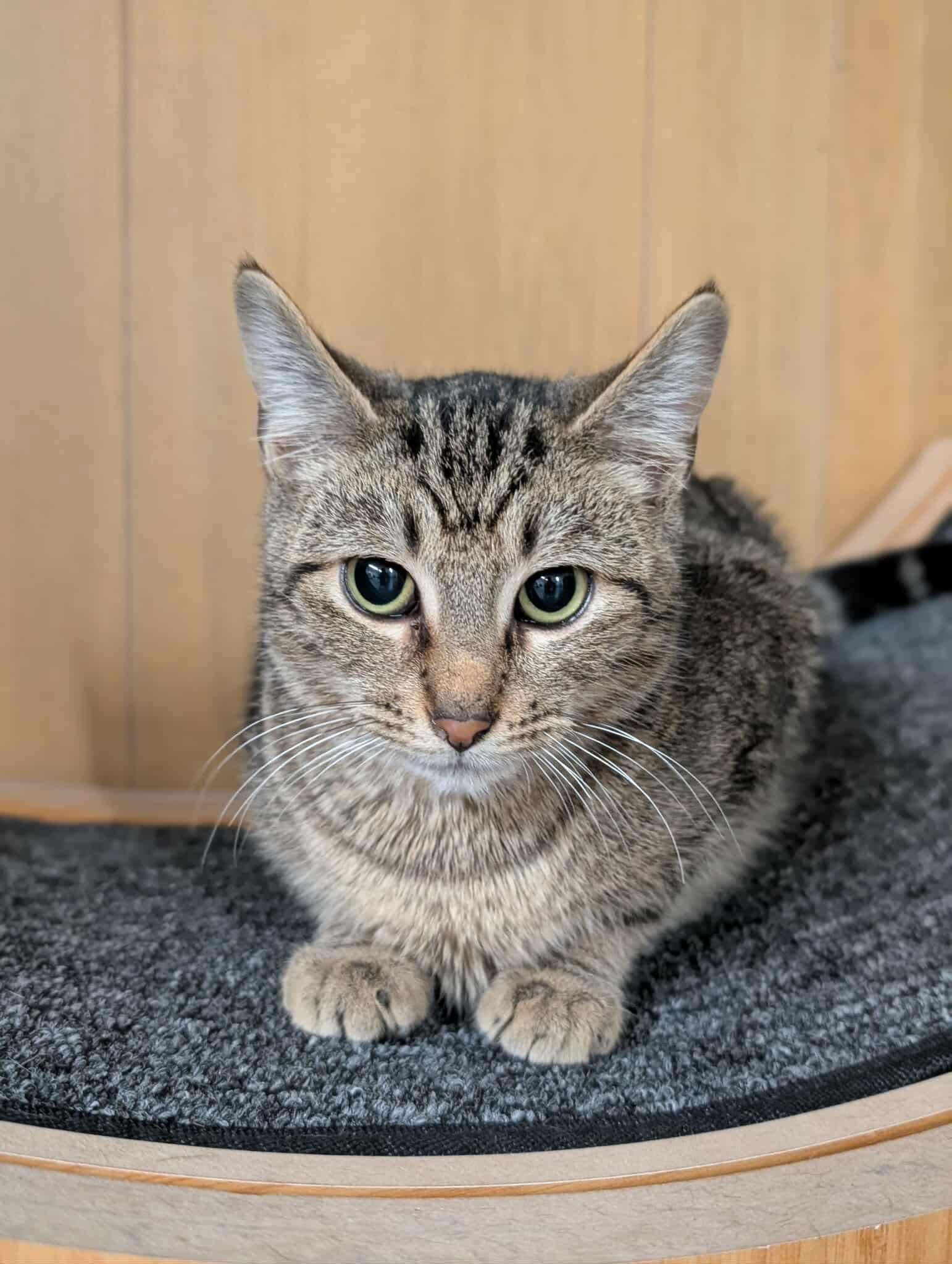 Beckett, a Adoptable Domestic Short Hair in Hartville, OH image 1/3