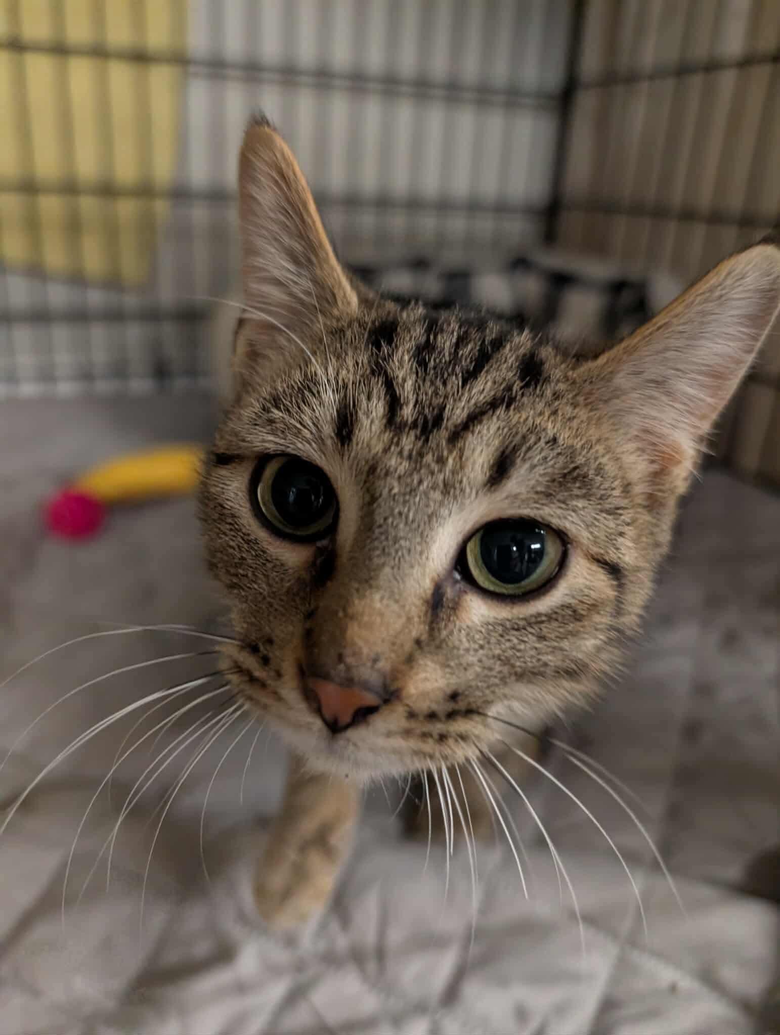 Beckett, a Adoptable Domestic Short Hair in Hartville, OH image 2/3