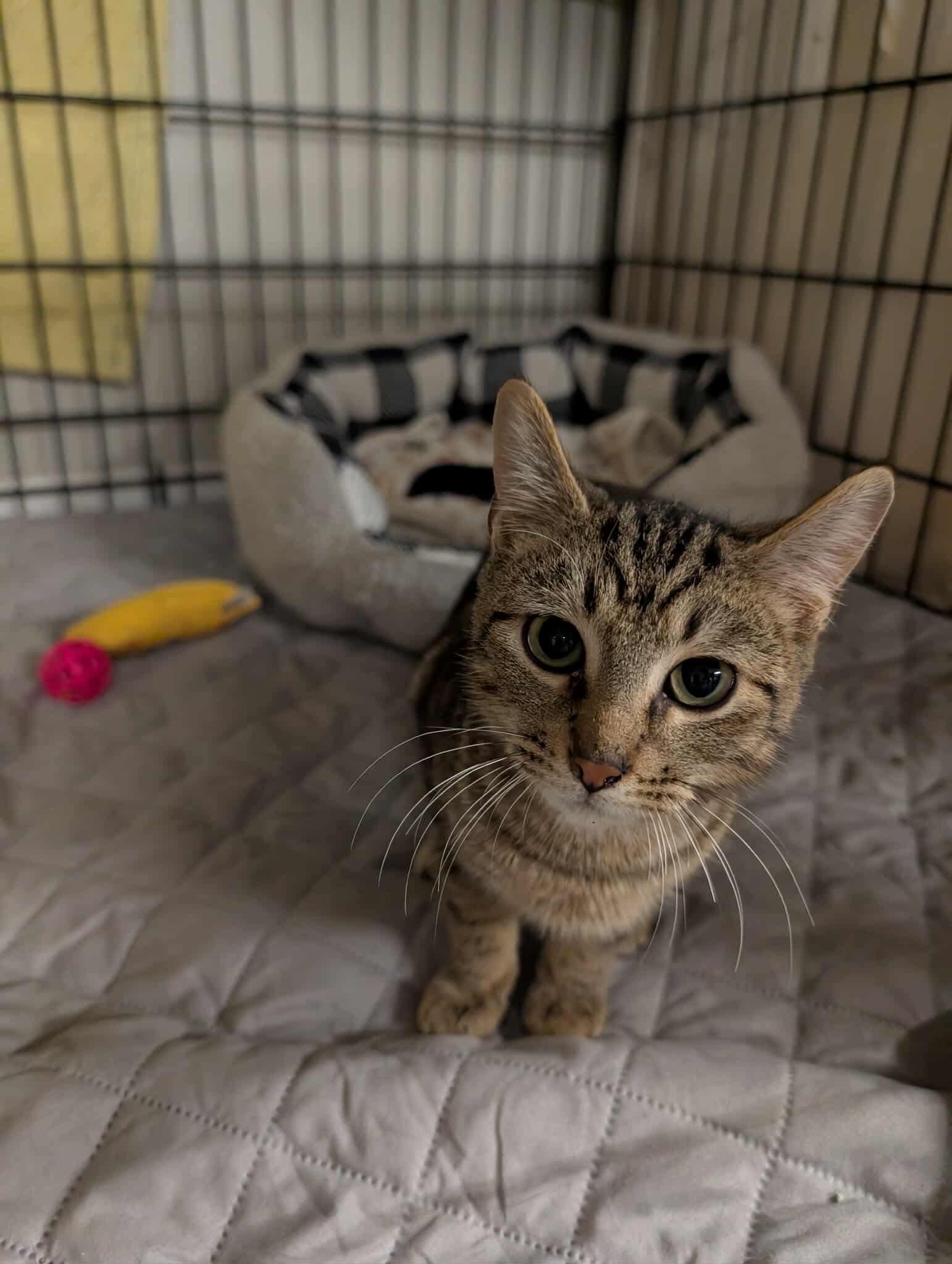 Beckett, a Adoptable Domestic Short Hair in Hartville, OH image 3/3