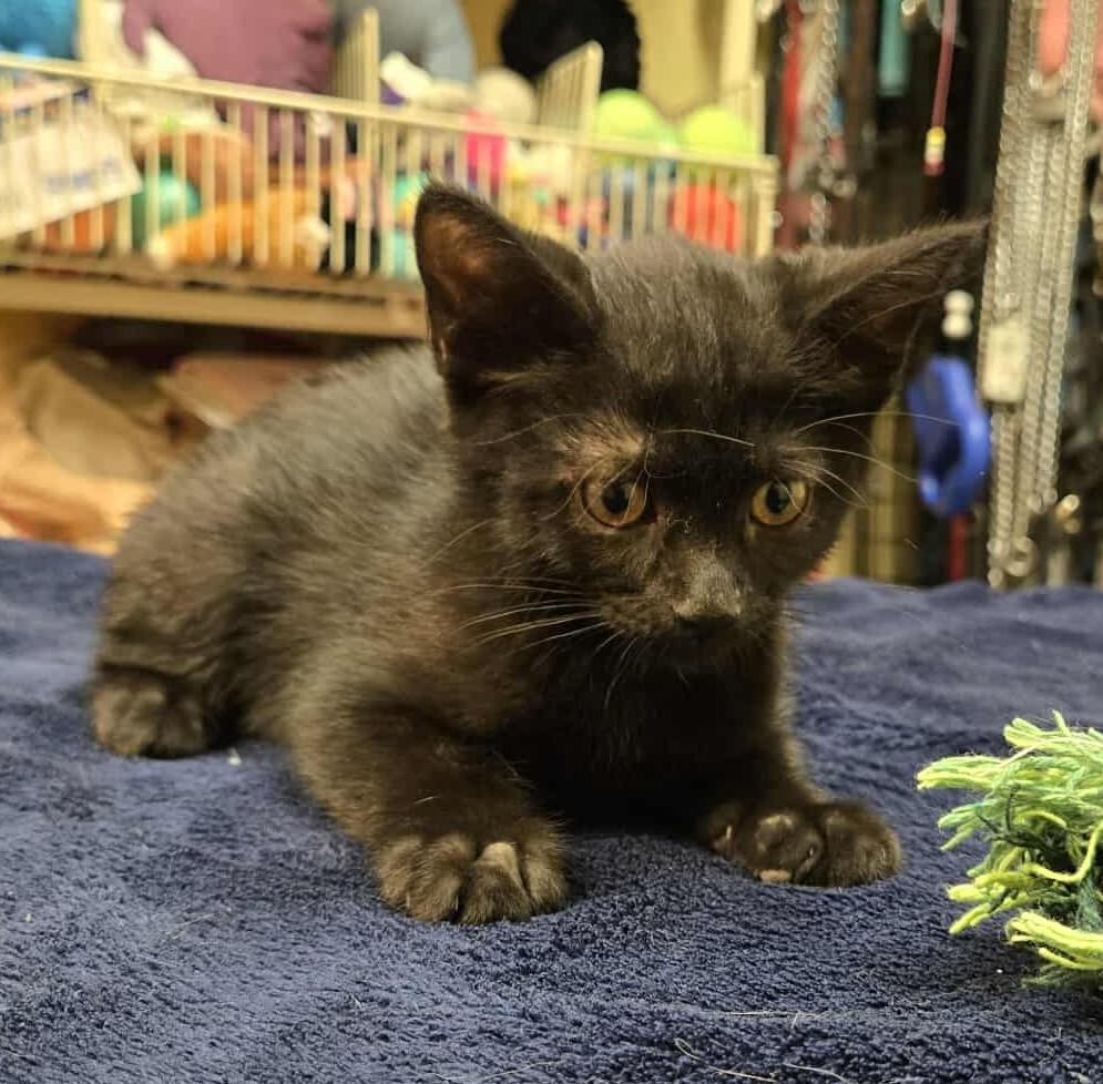 Claudia, Young Female Domestic Short Hair