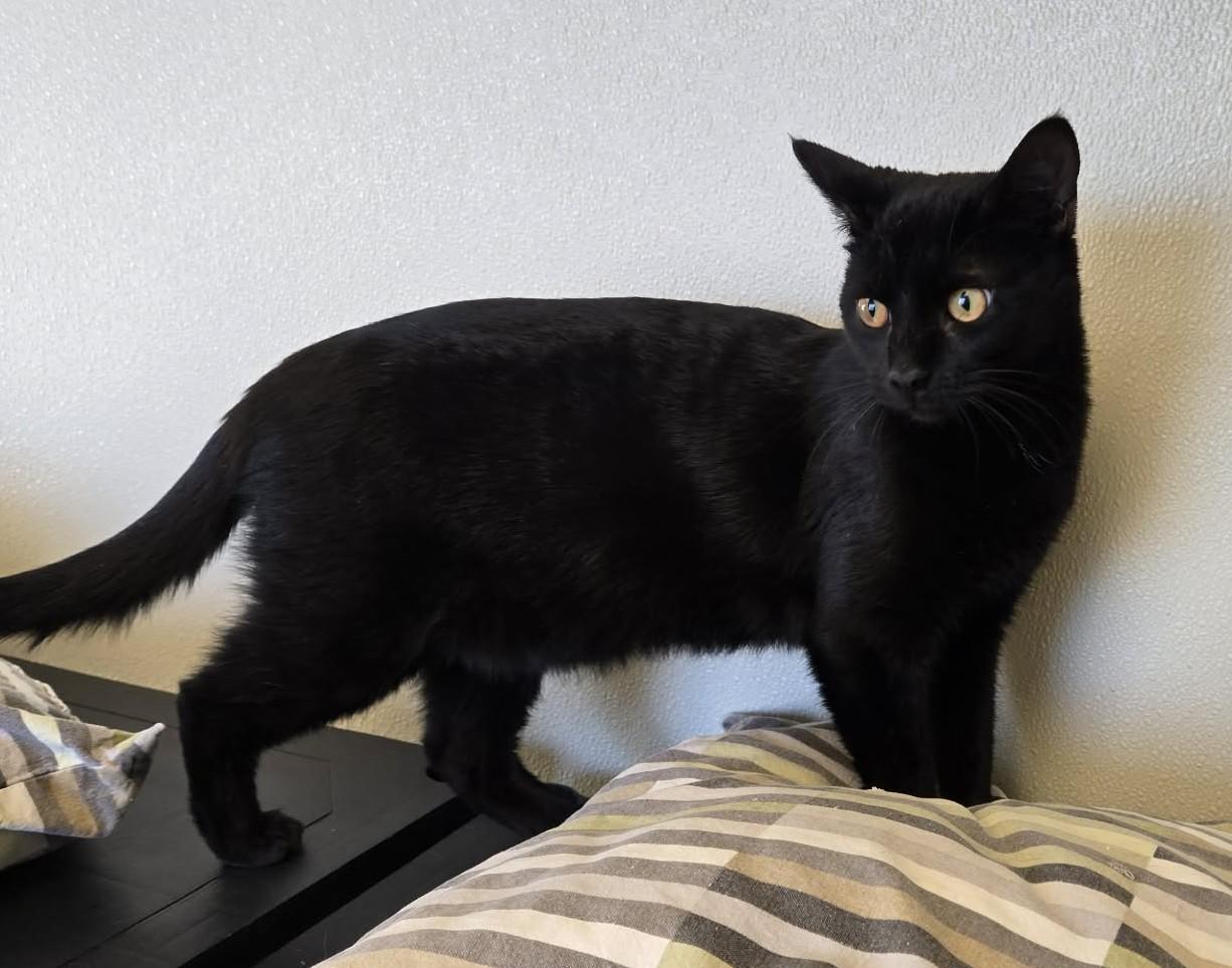 Enlarge Claudia, a Adoptable Domestic Short Hair in Larned, KS image 2/2