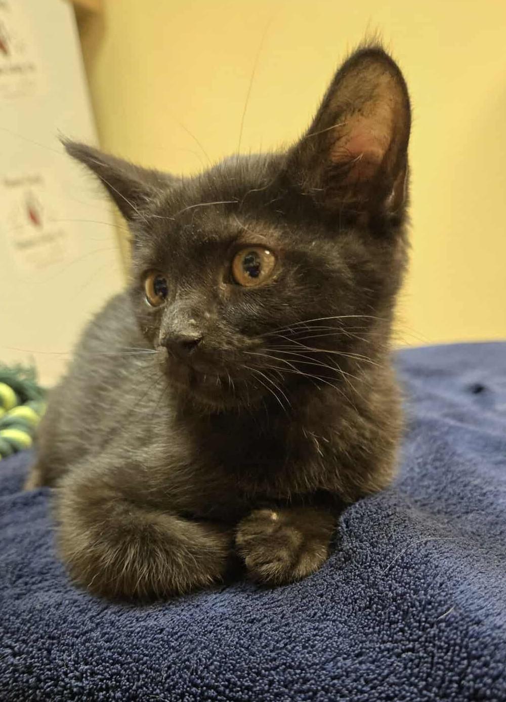Claudia, an adoptable Domestic Short Hair in Larned, KS, 67550 | Photo Image 3
