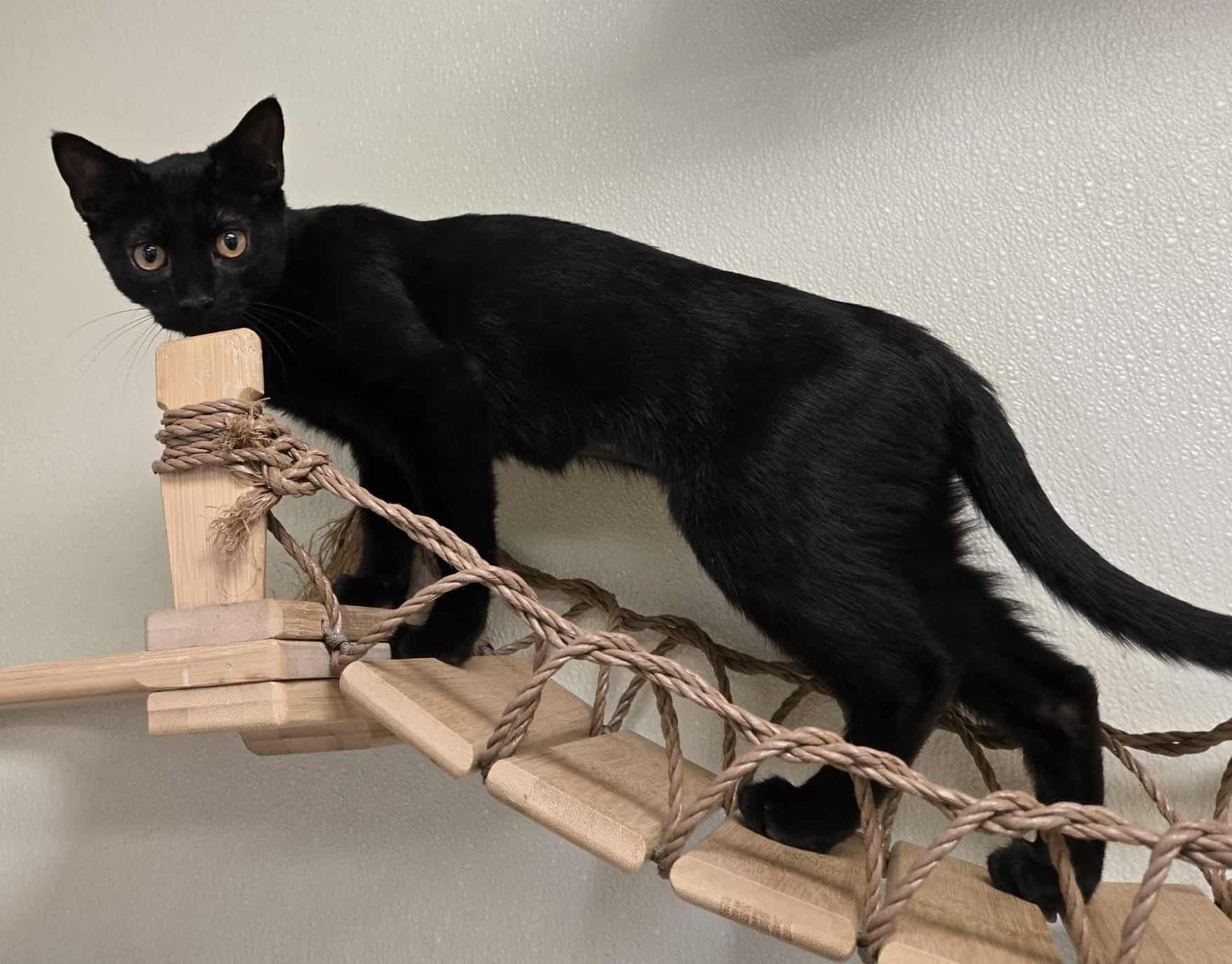 Enlarge Claudia, a Adoptable Domestic Short Hair in Larned, KS image 1/1