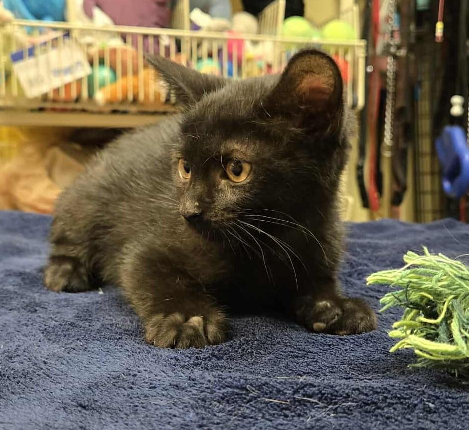 Claudia, an adoptable Domestic Short Hair in Larned, KS, 67550 | Photo Image 2
