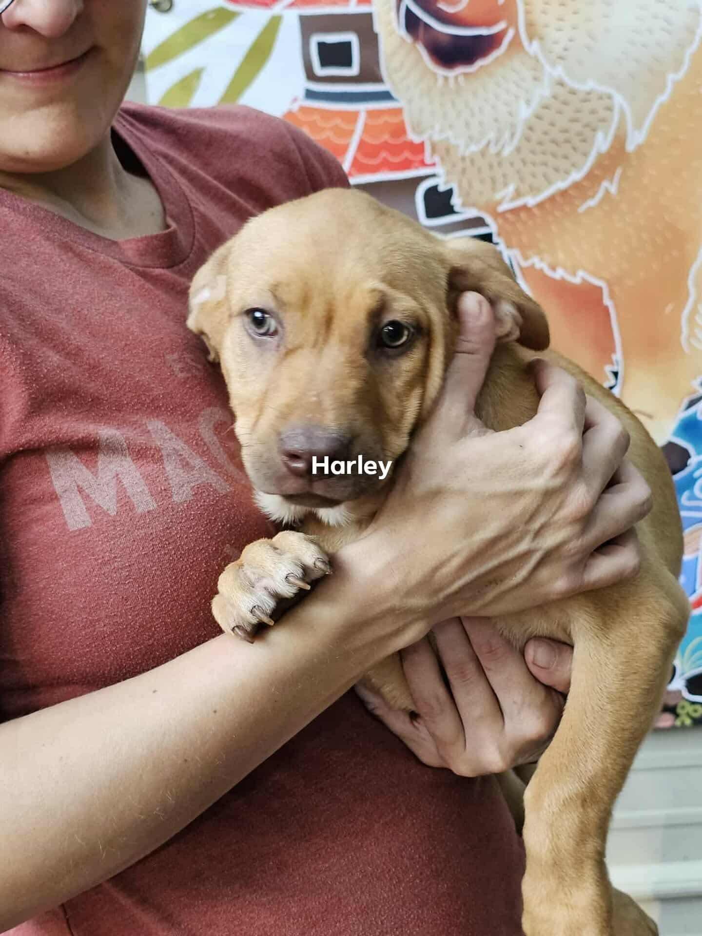 Enlarge Harley, a Adoptable mixed breed in Houston, TX image 4/4