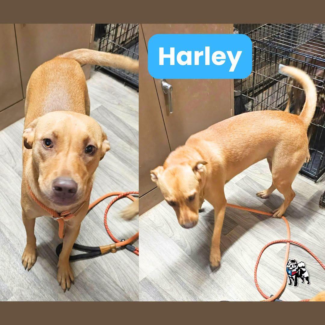 Enlarge Harley, a Adoptable mixed breed in Houston, TX image 1/5