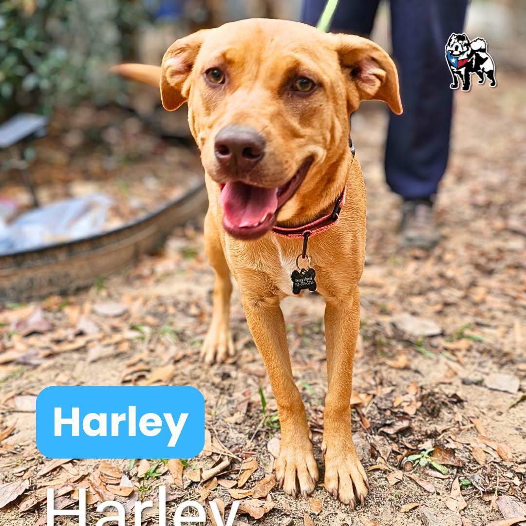 Enlarge Harley, a Adoptable mixed breed in Houston, TX image 2/5