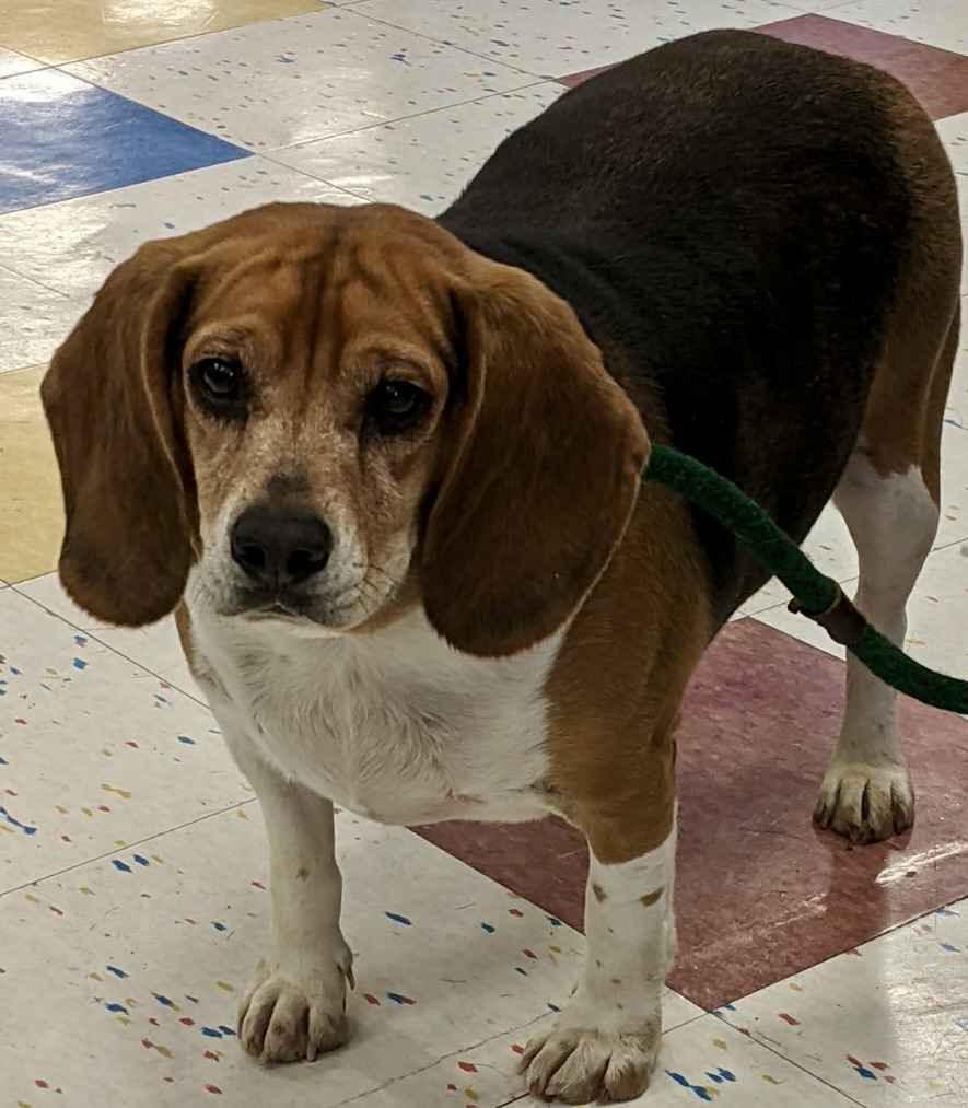 Claus, a Adoptable Beagle in Lake Orion, MI image 4/6
