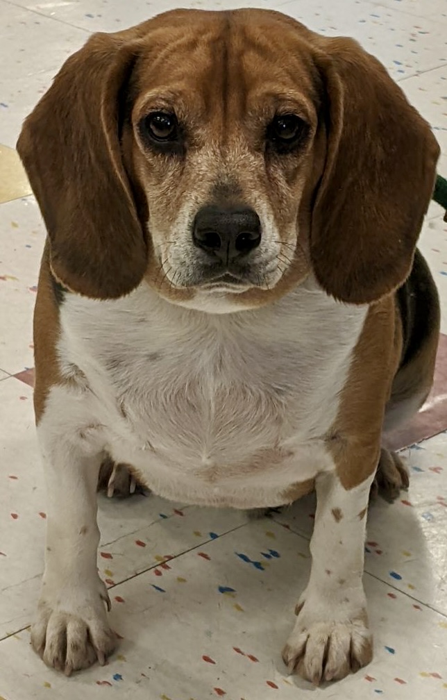 Dog for adoption Claus, a Beagle in Lake Orion, MI Petfinder