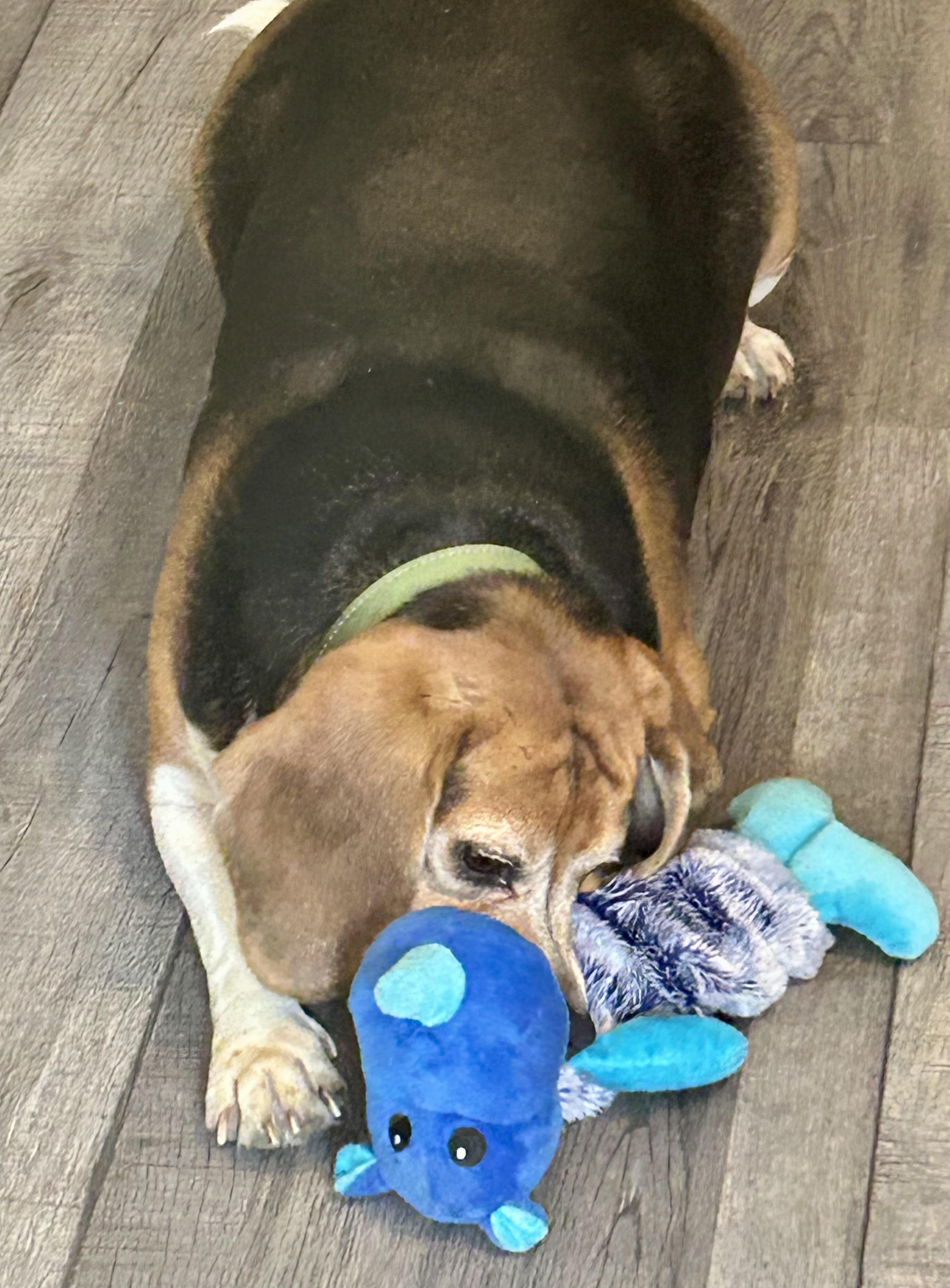 Claus, a Adoptable Beagle in Lake Orion, MI image 3/6