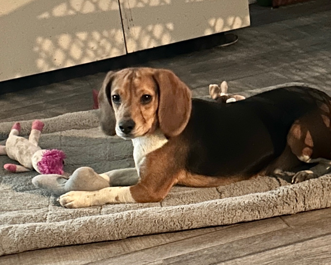 Claus, a Adoptable Beagle in Lake Orion, MI image 5/6
