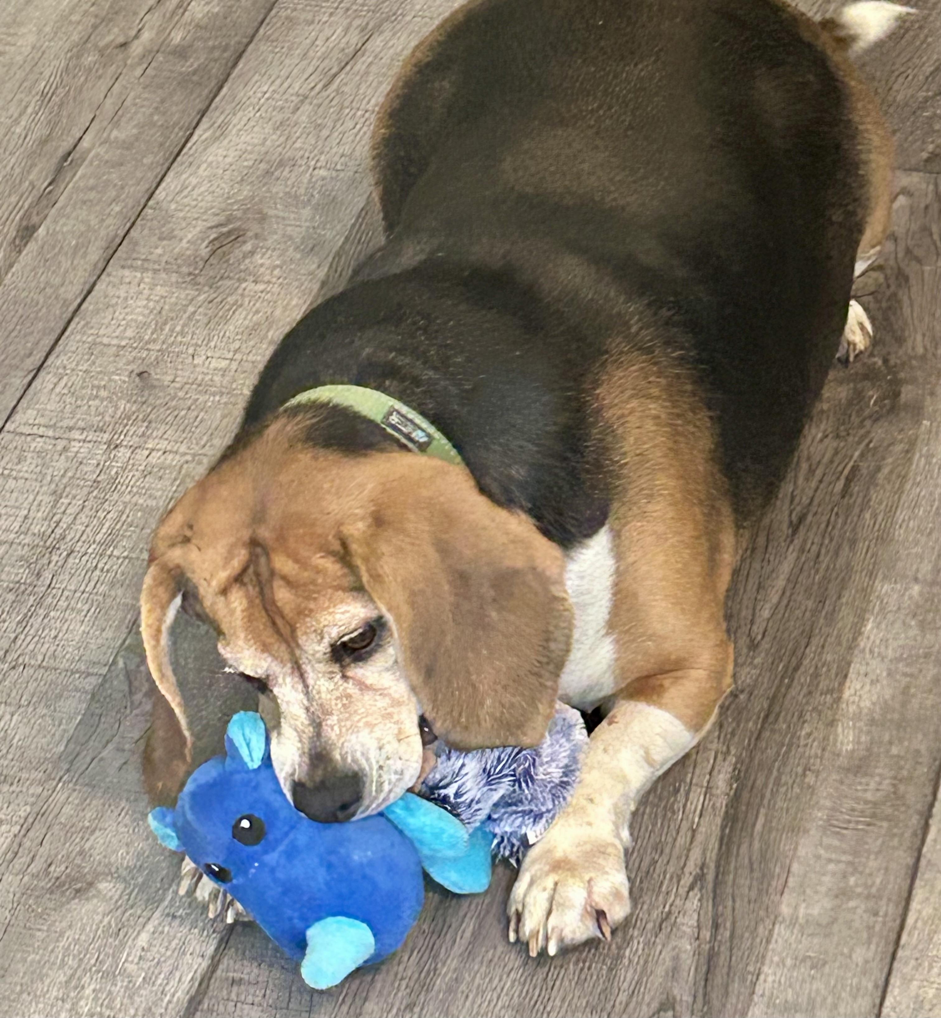 Claus, a Adoptable Beagle in Lake Orion, MI image 1/6