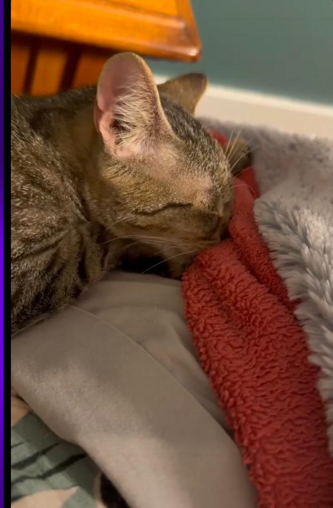 Enlarge Gargamel, a Adoptable mixed breed in Miami, OK image 1/4