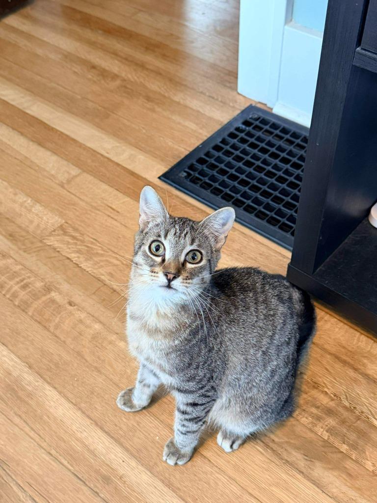 Enlarge Gargamel, a Adoptable mixed breed in Miami, OK image 2/4