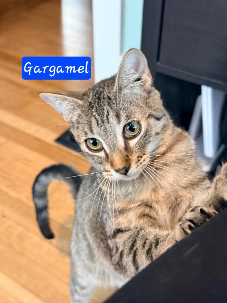 Enlarge Gargamel, a Adoptable mixed breed in Miami, OK image 3/4