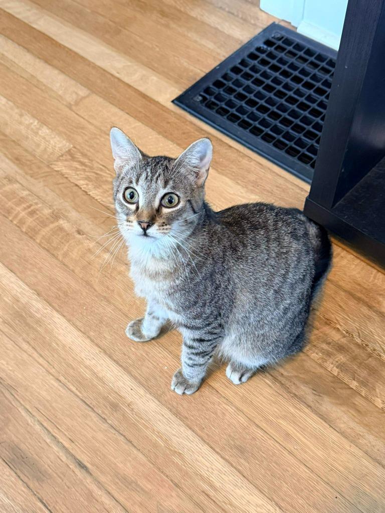 Enlarge Gargamel, a Adoptable mixed breed in Miami, OK image 4/4