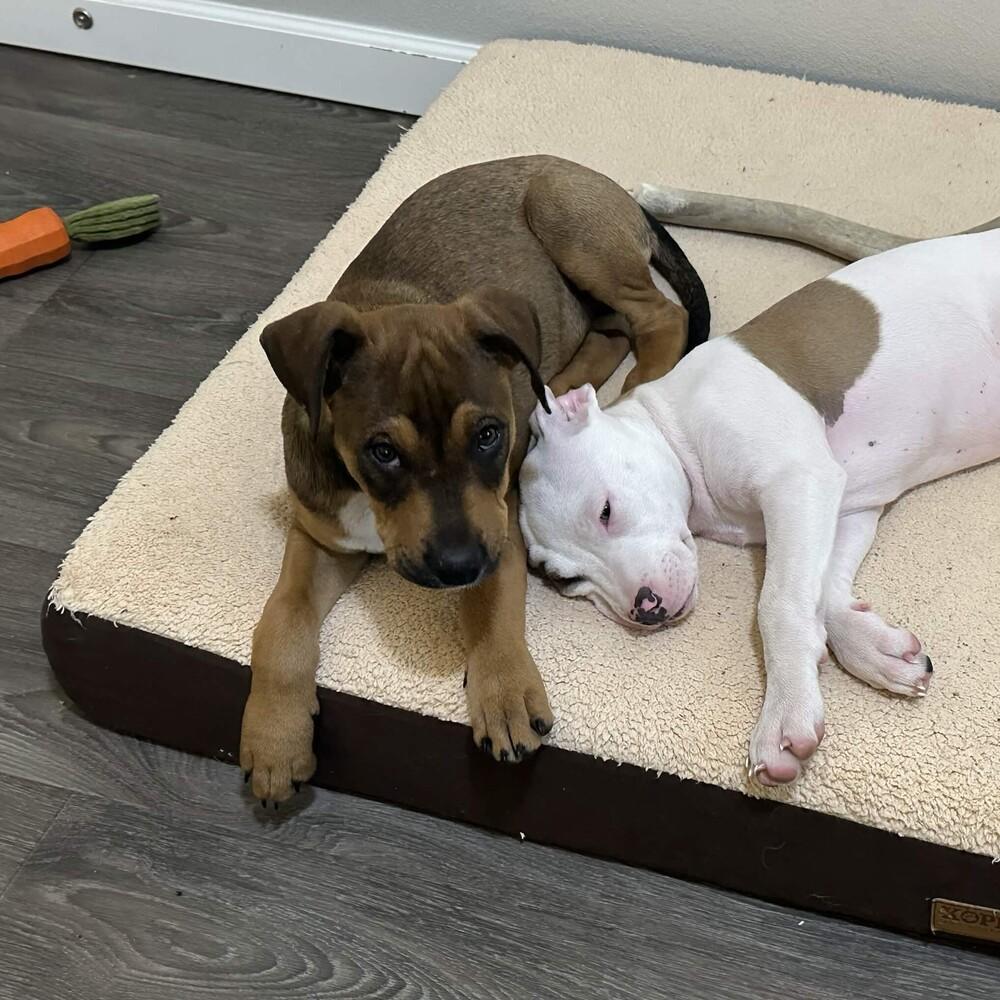 Enlarge McIntosh - (Apple Litter) AVAILABLE, a Adoptable Pit Bull Terrier in Seattle, WA image 2/5