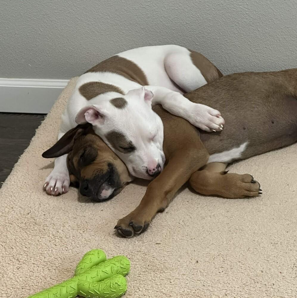Enlarge McIntosh - (Apple Litter) AVAILABLE, a Adoptable Pit Bull Terrier in Seattle, WA image 3/5