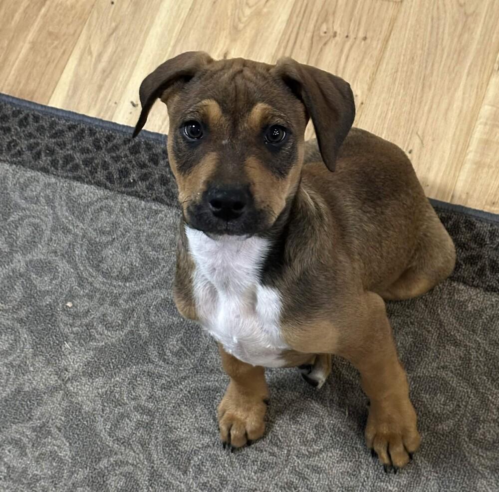Enlarge McIntosh - (Apple Litter) AVAILABLE, a Adoptable Pit Bull Terrier in Seattle, WA image 5/5