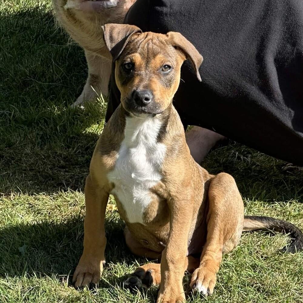 Enlarge McIntosh - (Apple Litter) AVAILABLE, a Adoptable Pit Bull Terrier in Seattle, WA image 1/5