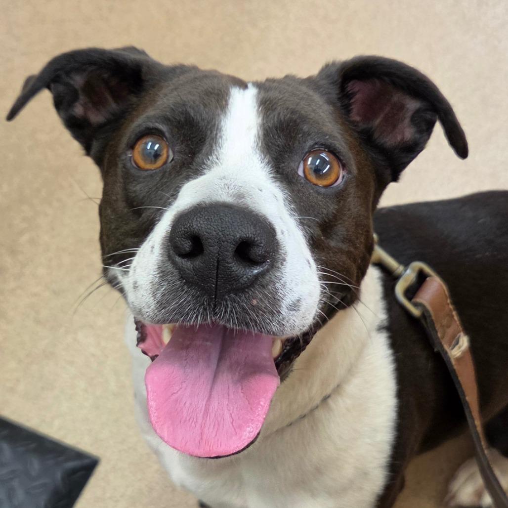 Gracie, Adoptable, Adult Female Basset Hound & Beagle.