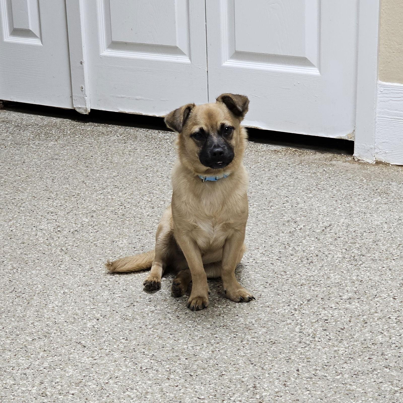 Theta, Adoptable, Young Male Chihuahua.