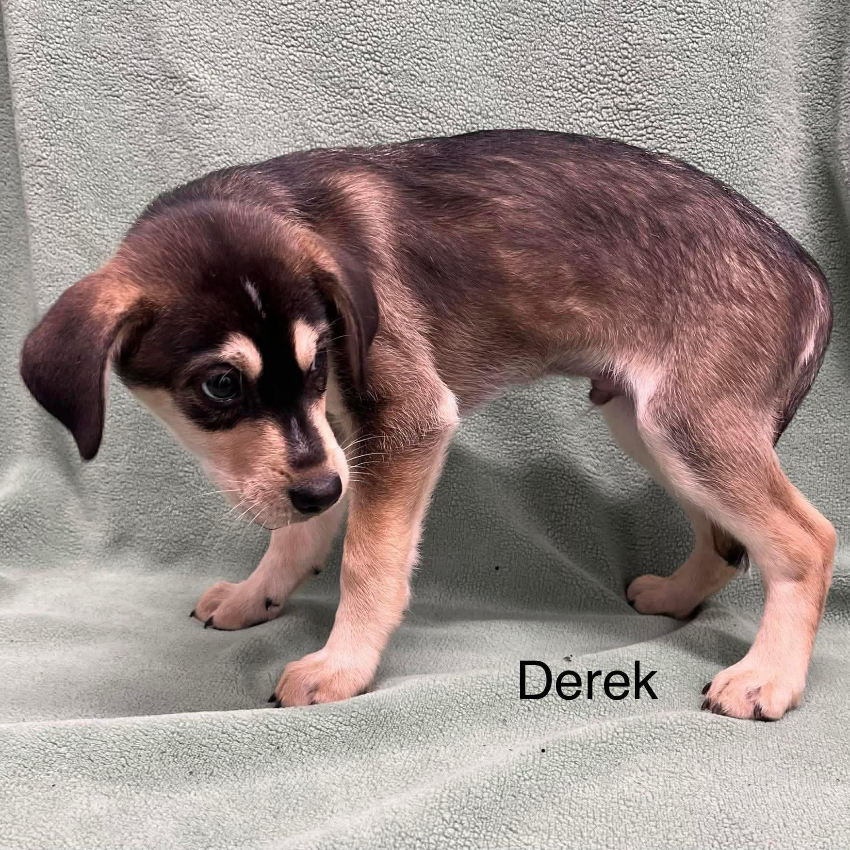 Derek, ADOPTABLE, Puppy Male Mixed Breed.