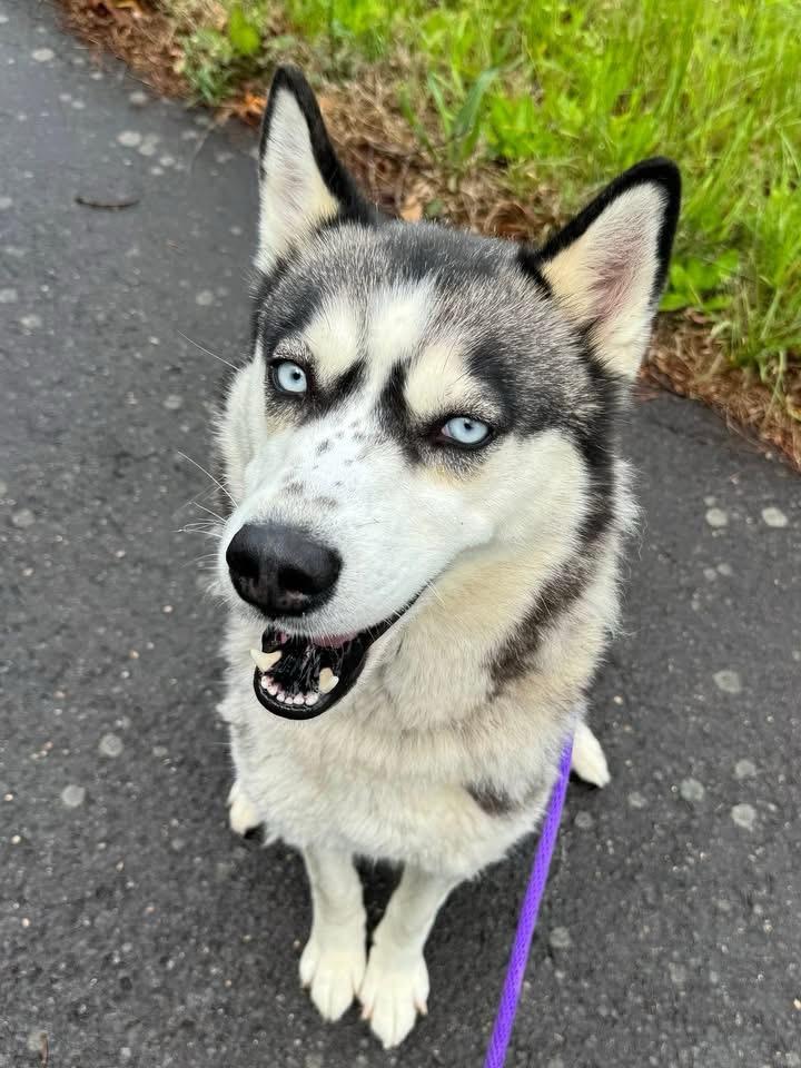 Enlarge Rocklyn (ID 51378), an adoptable Husky in Manassas, VA image 1/1