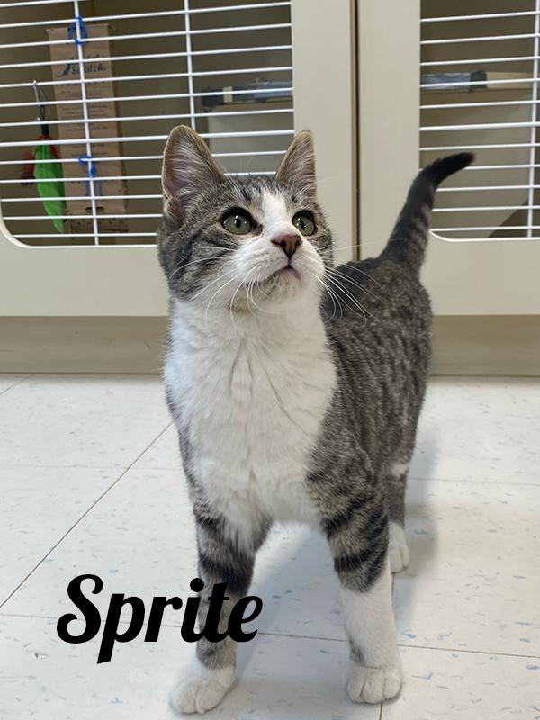 Sprite, adopted, Young Female Domestic Short Hair.
