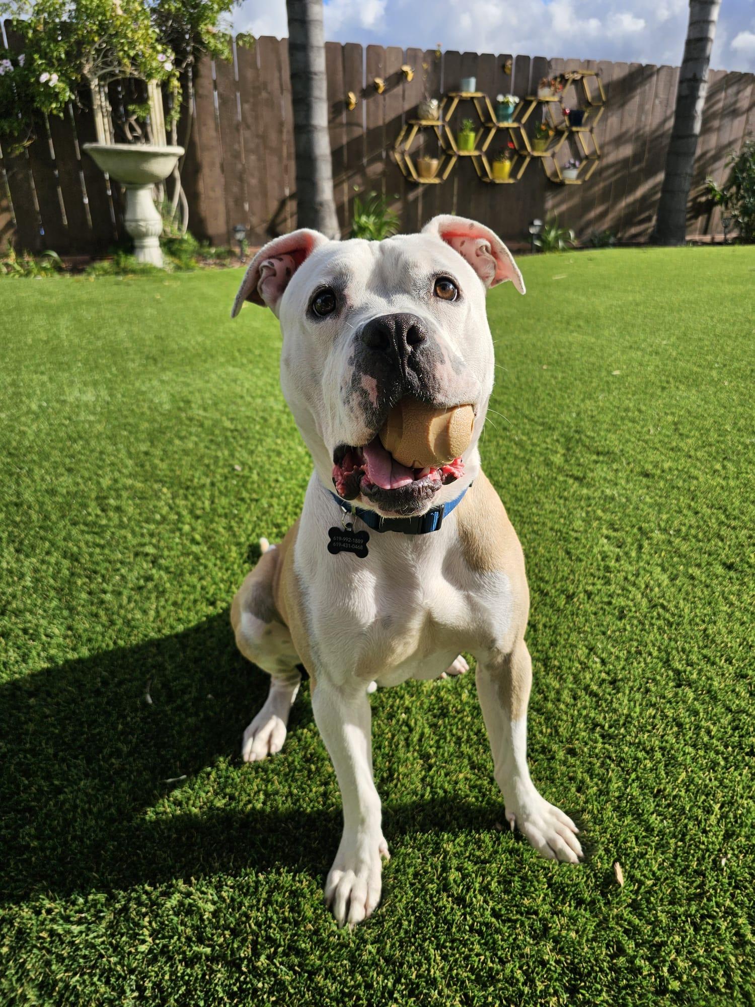 Tuck, Adoptable, Adult Male Pit Bull Terrier.