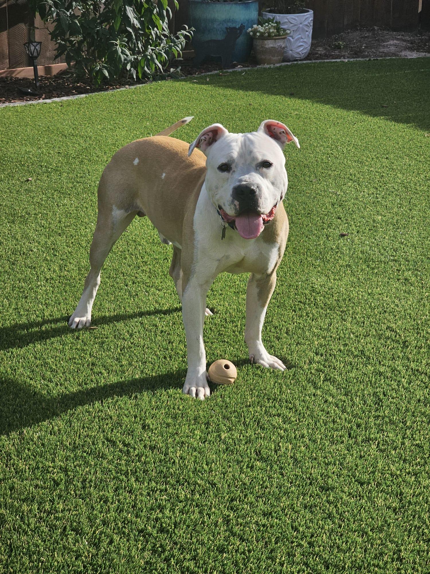 Tuck, a Adoptable Pit Bull Terrier in San Diego, CA image 2/6