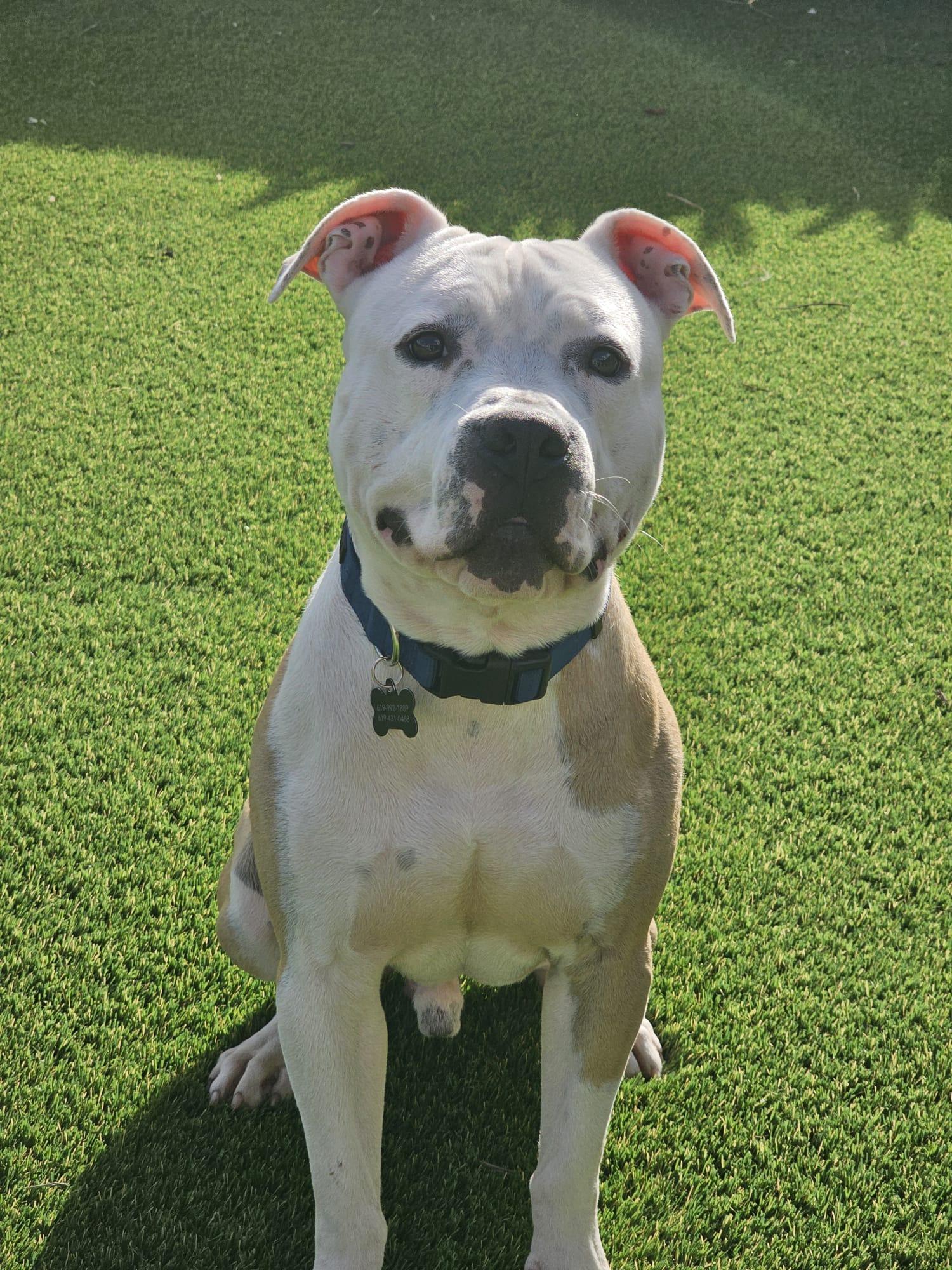 Tuck, a Adoptable Pit Bull Terrier in San Diego, CA image 4/6