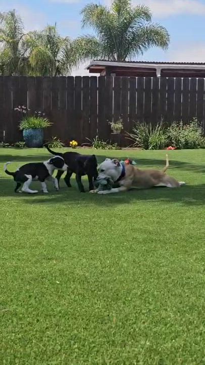 Enlarge Tuck, a Adoptable Pit Bull Terrier in San Diego, CA video 5/6