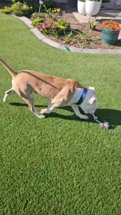 Enlarge Tuck, a Adoptable Pit Bull Terrier in San Diego, CA video 6/6