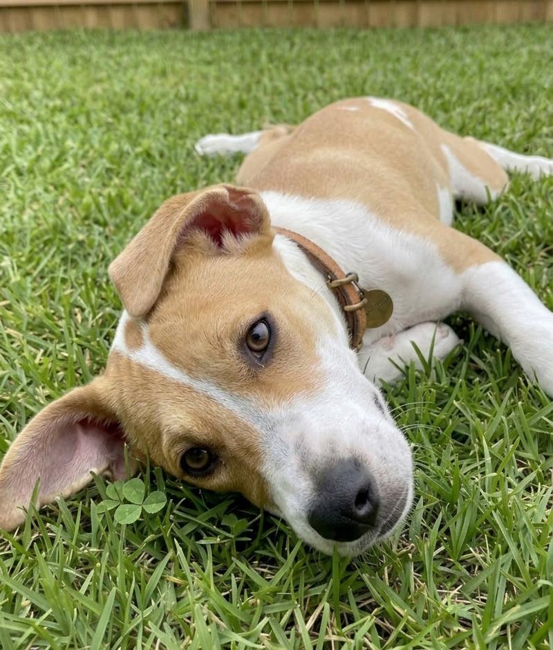 Enlarge Ava, a Adoptable mixed breed in Crown Point, IN image 3/3