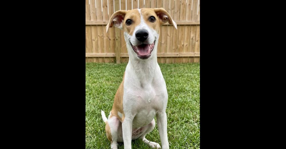 Enlarge Ava, a Adoptable mixed breed in Crown Point, IN image 1/3