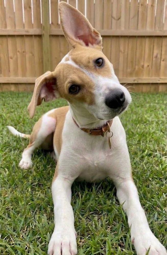Enlarge Ava, a Adoptable mixed breed in Crown Point, IN image 2/3