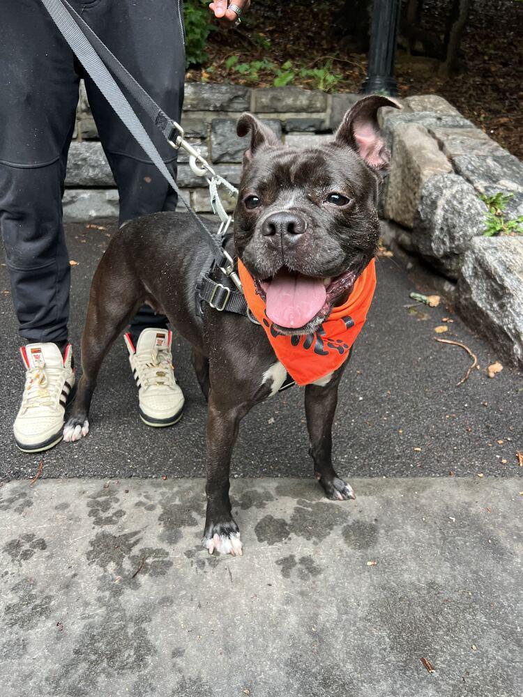Enlarge Xola, a Adoptable mixed breed in New York, NY image 1/6