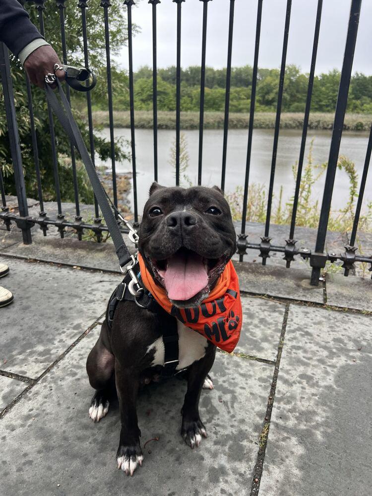Enlarge Xola, a Adoptable mixed breed in New York, NY image 2/6
