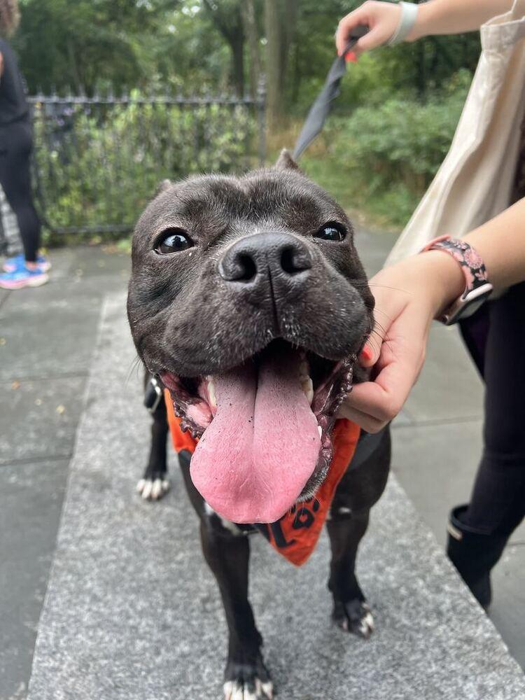 Enlarge Xola, a Adoptable mixed breed in New York, NY image 3/6