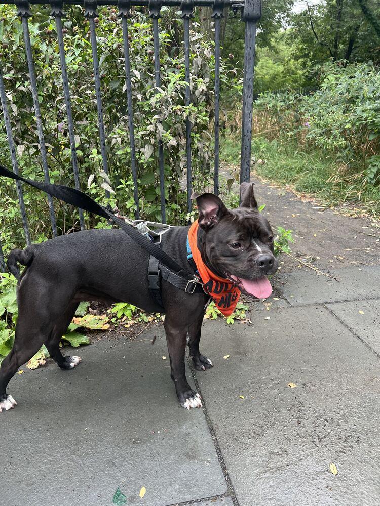 Enlarge Xola, a Adoptable mixed breed in New York, NY image 4/6