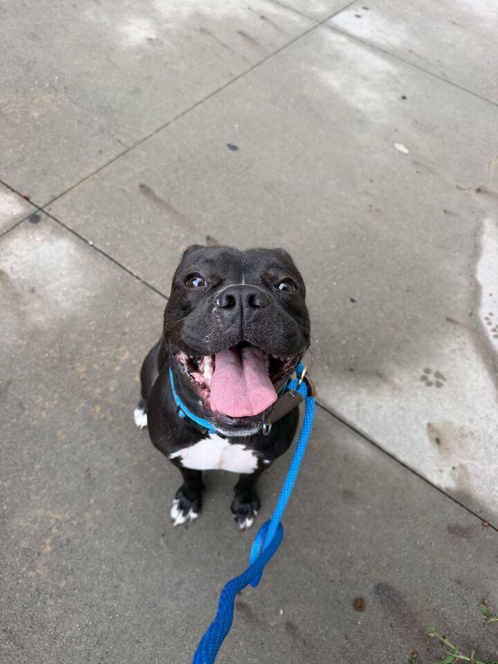 Enlarge Xola, a Adoptable mixed breed in New York, NY image 5/6